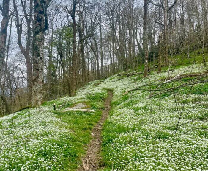 Appalachian Trail view