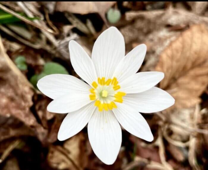 Bloodroot