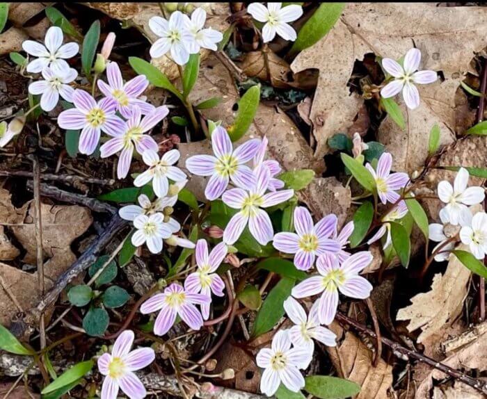 Wildflower