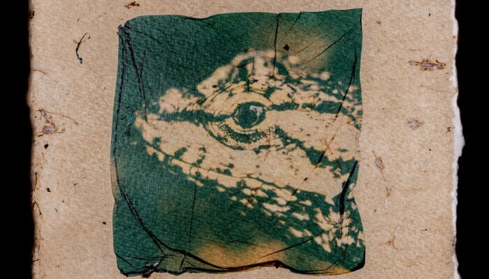 Photograph of the head of an Eastern Fence Lizard